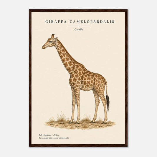 Affiche Girafe naturaliste portrait encadrée en bois blanc — portrait de la girafe, mise en situation murale