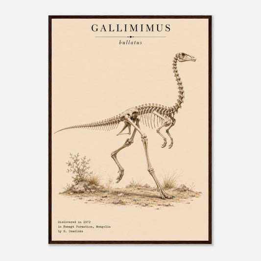 Affiche murale Gallimimus squelette fossile, illustration Mûrale qualité musée