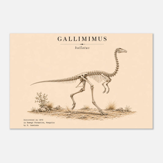 Affiche murale Gallimimus squelette fossile, illustration Mûrale qualité musée
