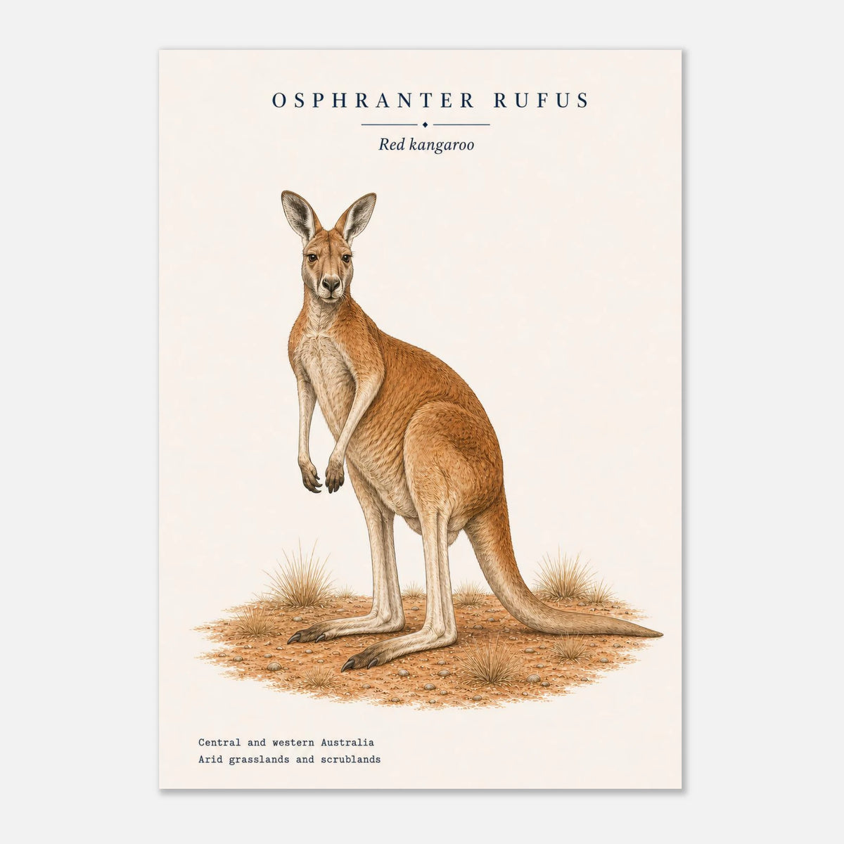 Affiche Kangourou roux naturaliste portrait – Papier qualité musée — visuel de présentation