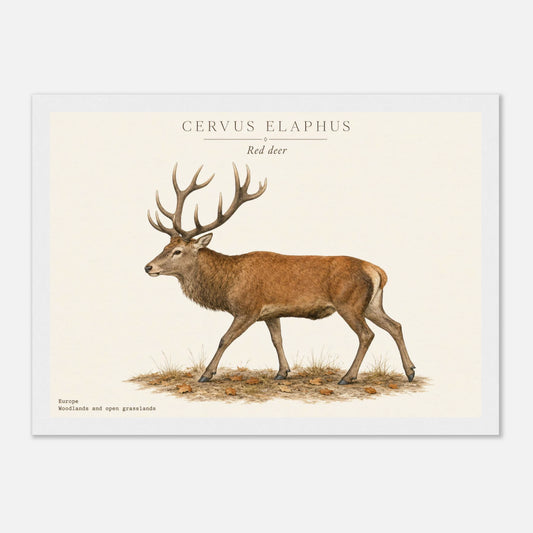 Affiche Cerf élaphe naturaliste paysage encadrée en bois naturel — illustration du cerf élaphe, mise en situation murale