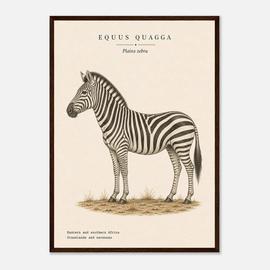 Affiche Zèbre naturaliste portrait encadrée en bois blanc — portrait du zèbre, mise en situation murale