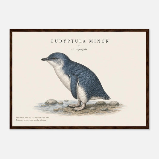 Affiche Petit pingouin naturaliste paysage encadrée en bois blanc — illustration du petit pingouin, mise en situation murale