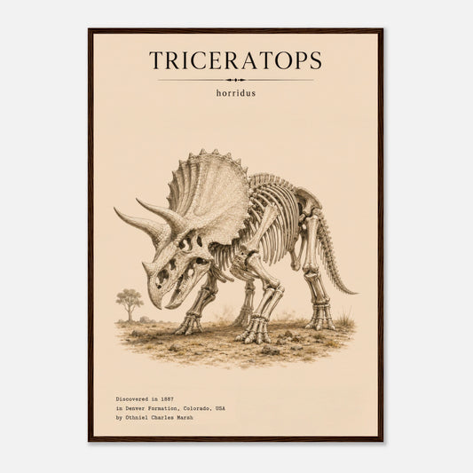 Affiche murale Tricératops squelette fossile, illustration Mûrale qualité musée