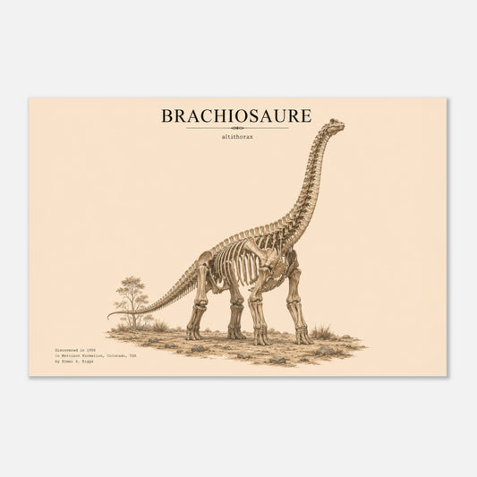 Affiche murale Brachiosaure squelette fossile, illustration Mûrale qualité musée