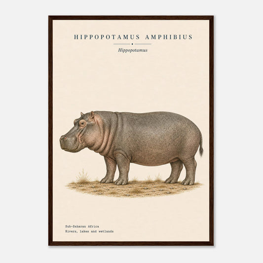 Affiche Hippopotame naturaliste portrait encadrée en bois naturel — portrait de l'hippopotame, mise en situation murale