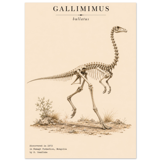 Affiche murale Gallimimus squelette fossile, illustration Mûrale qualité musée
